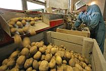 Na sadbu nově vyšlechtěné odrůdy českých brambor si budou muset pěstitelé ještě nějaký čas počkat. V každém případě se jim to ale vyplatí. Monika se díky svým vlastnostem řadí mezi špičkové odrůdy brambor v Evropě. 