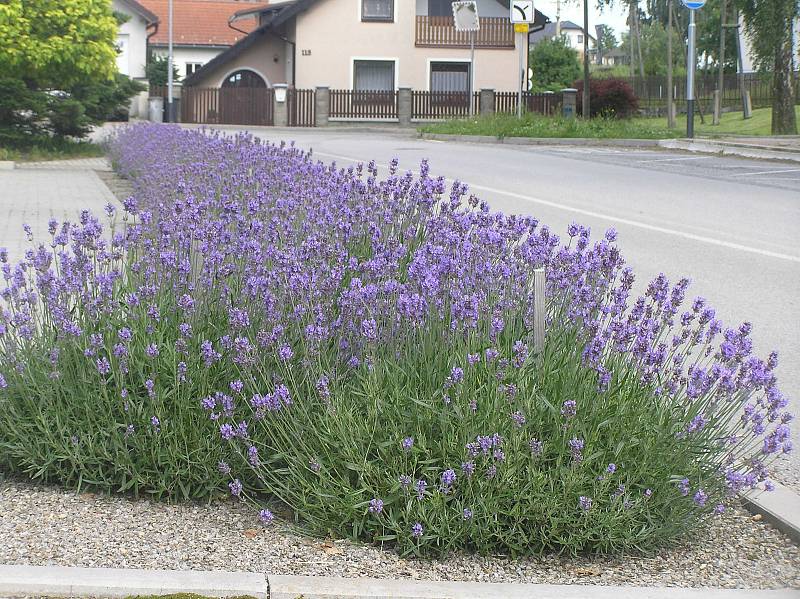 Obec Žižkovo Pole