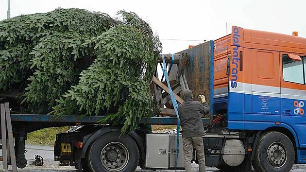 Také letos si Holanďané přijedou do Brodu pro vánoční strom.