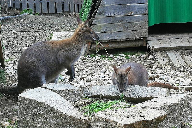 Klokaní rodinka Jaroslava Adamce u Krásné Hory na Havlíčkobrodsku.