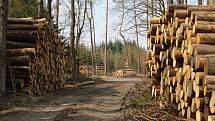 Skládky vytěženého kůrovcového dřeva na Třebíčsku.