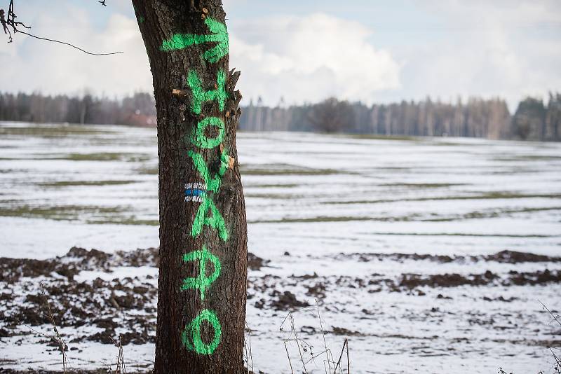 Hanlivé nápisy na stromech u Šlapanova na Havlíčkobrodsku.