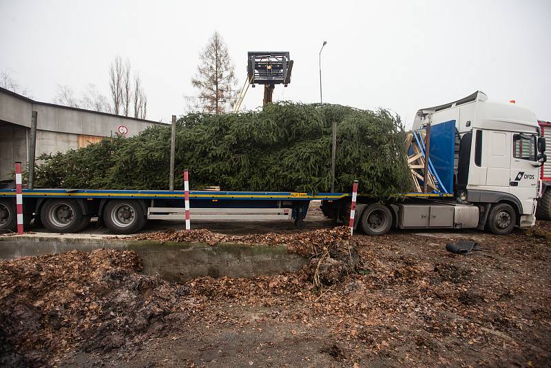 Nakládání vánoční stromu pro transport do partnerského města Brielle.