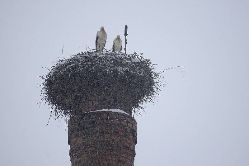 Čápi na komíně ve Věži-Skále v dubnu 2021.