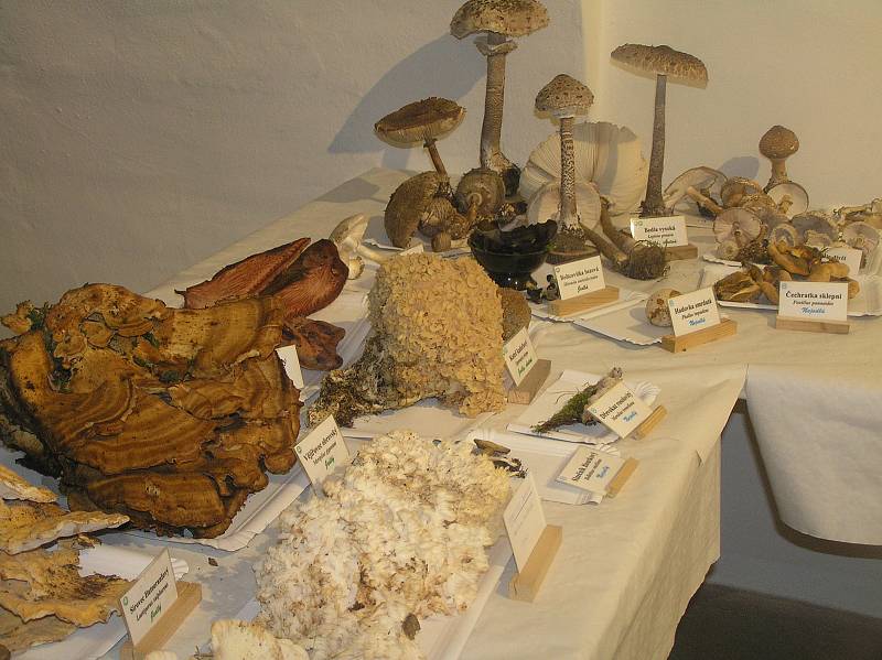 Stovky hub v brodském muzeu. Podívejte se