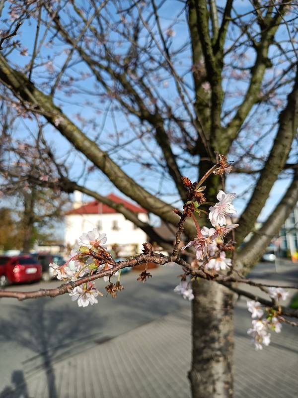 Kvetoucí strom v Havlíčkově Brodě