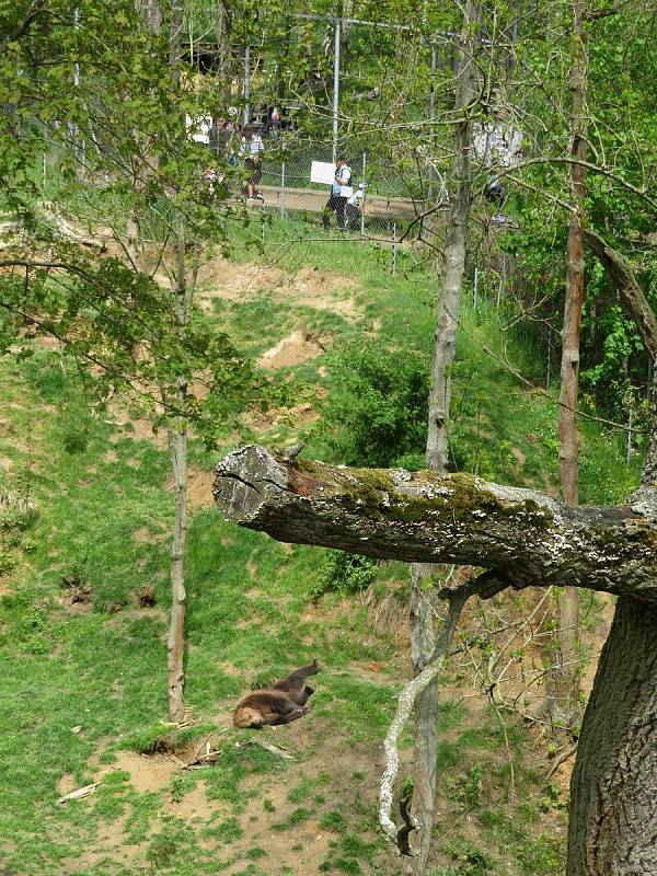 Táborská zoologická zahrada po nucené koronavirové pauze zažívá boom návštěvníků.