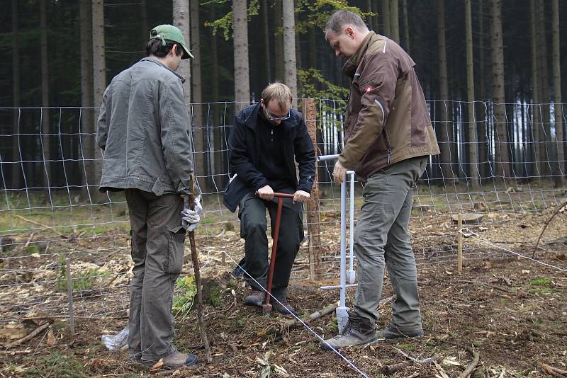 Studenti a zaměstnanci Fakulty lesnické a dřevařské ČZU se zapojili do obnovy lesů u Štoků.