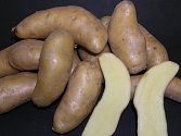 Keřkovské rohlíčky jsou mezi pěstiteli brambor pojmem stejně slavným jako značka Škoda pro automobilisty.