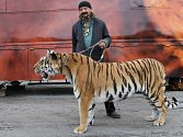 Principál cirkusu, Jaromír Joo, rád bere čtyřletou tygřici Tajgu na procházku po městě. „Je to nejlepší reklamní poutač,“ říká s humorem sobě vlastním. 
