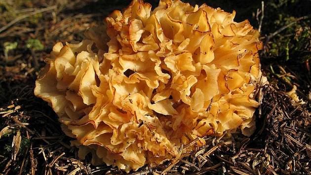 Ještě v polovině listopadu se dá najít plný košík hub. Jedlých i nejedlých.