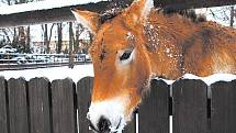 Finálový snímek č. 22: Sníh nevadí ani koni Převalského ve výběhu slatiňanského hřebčína. 