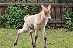 Vedoucí plemenné knihy divokých koní Evžen Kůs z pražské zoologické zahrady na křtinách.