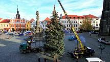 Letošní smrk pochází z nedaleké Heydukovy ulice. Foto: Město Chrudim, Karel Dvořák