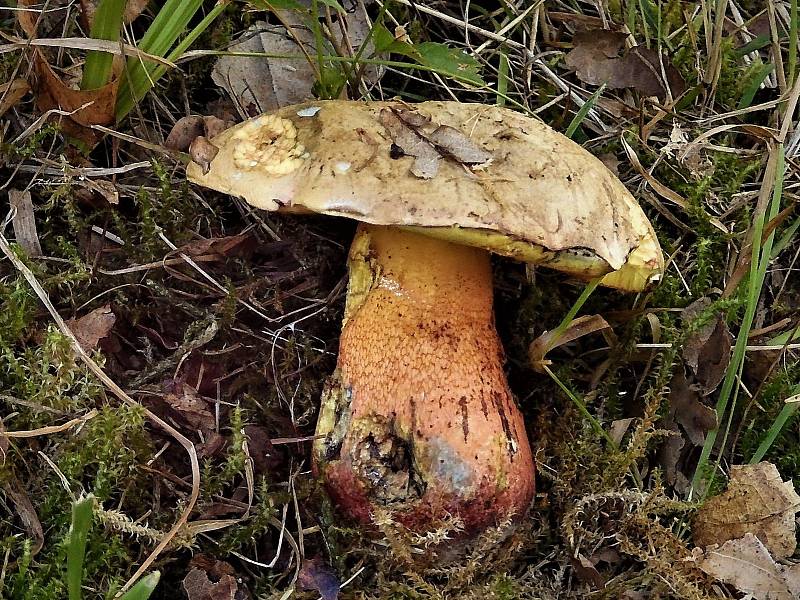 Hřib Le Galové je vzácný a jedovatý hřib. V Červeném seznamu hub je uveden jako zranitelný druh