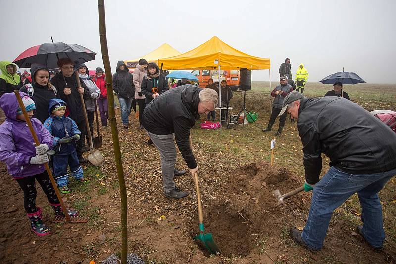 Sázení lipové aleje z Hlinska do Studnic