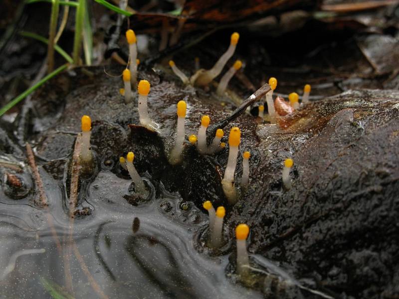 Čapulka bahenní (Mitrula paludosa). 