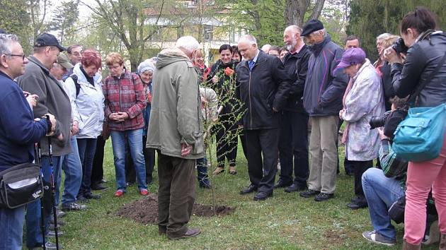 Hamzův park a arboretum bylo obohaceno o nově vysazený modřínový hájek.