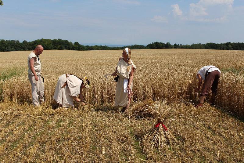 Ke dvěma stovkám lidí přišlo v sobotu pomoci se žněmi do Archeoskanzenu v Nasavrkách.