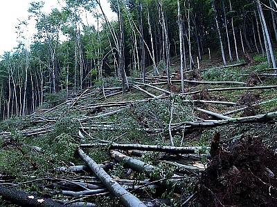 Kalamita v Lovětínské rokli z června 2007.