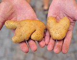 Bramborový medvěd a bramborové srdce ve dlaních pěstitele Jaromíra Doležala.