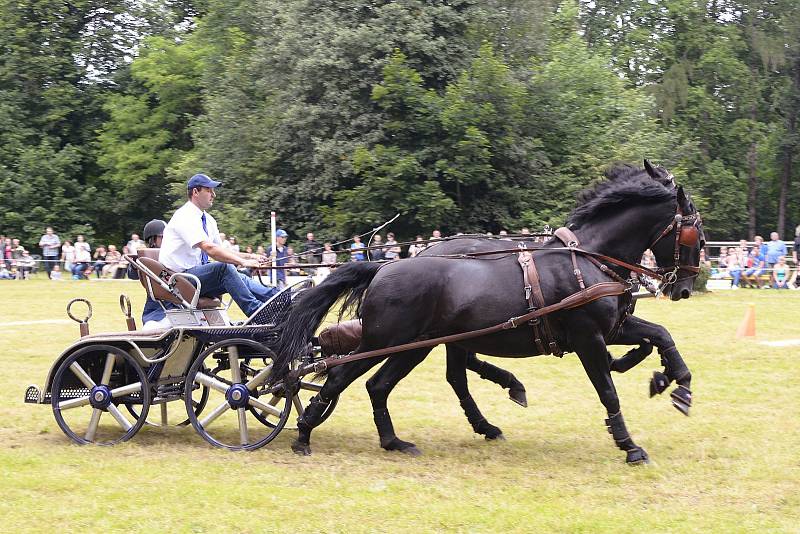 Chovatelský den byl oslavou 70. výročí začátku chovu starokladrubského vraníka v hřebčíně Slatiňany