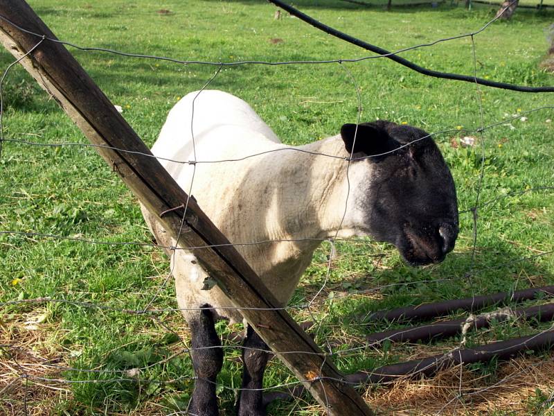 Ovce v Horním Babákově u Hlinska napadli a potrhali rozzuření psi.