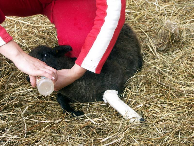 Ovce v Horním Babákově u Hlinska napadli a potrhali rozzuření psi.