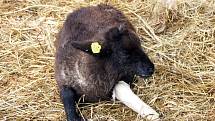 Ovce v Horním Babákově u Hlinska napadli a potrhali rozzuření psi.