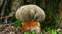 Hřib kříšť (Boletus calopus).