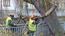 Prořezávka stromů na nábřeží Chrudimky už byla nutná kvůli bezpečnosti chodců.