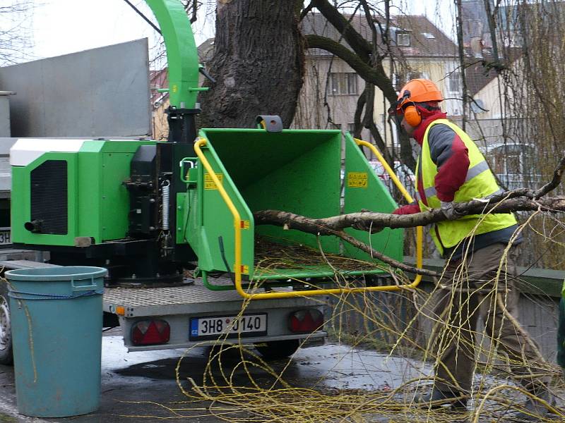 Prořezávka stromů na nábřeží Chrudimky už byla nutná kvůli bezpečnosti chodců.