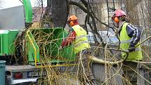 Prořezávka stromů na nábřeží Chrudimky už byla nutná kvůli bezpečnosti chodců.