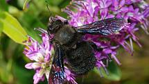 Drvodělka fialová neboli "černá včela".