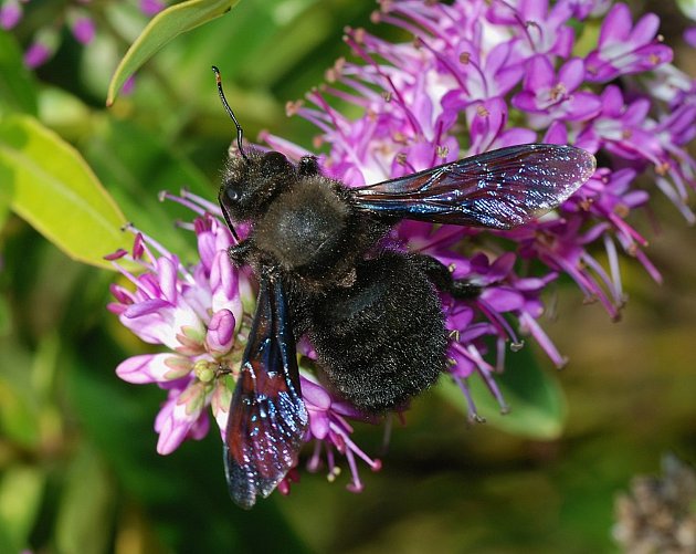 Drvodělka fialová neboli 'černá včela'.