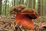 Hřib kovář (Boletus erythropus).