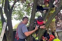 Zásah hasičů u chlapce uvízlého v koruně stromu