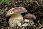 Hřib borový (boletus pinophilus) patří mezi jedlé houby