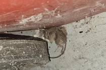 Mrtvá myš ve skladu Tesca ve Skutči