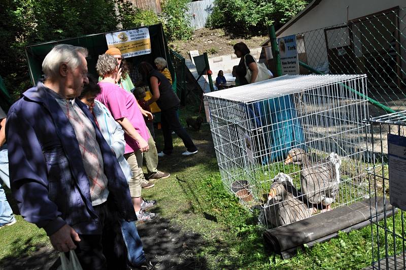 Z oblastní výstavy králíků, holubů, drůbeže a exotických ptáků v Hlinsku.