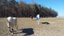 Azyl pro týrané a staré koně sídlí v bývalém kravíně v Rabštejnské Lhotě.