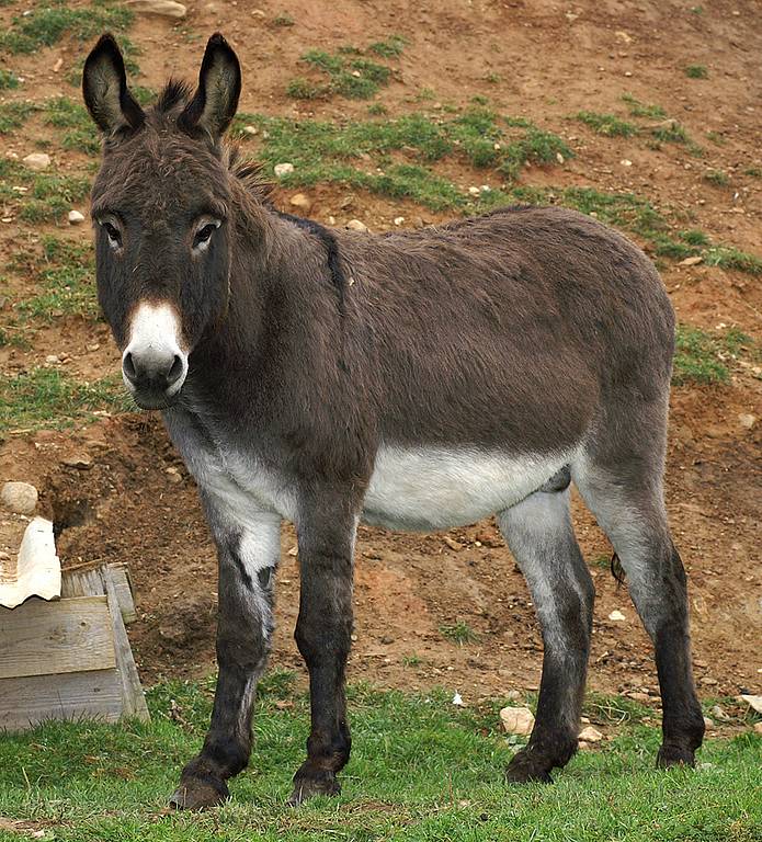 Soukromá ZOO Kamila Karely v Kostelci u Heřmanova Městce. 