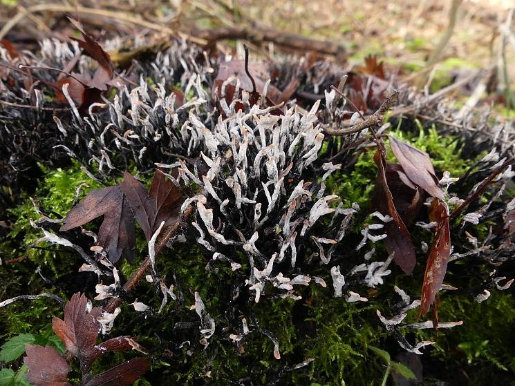 Dřevokazná houba Dřevnatka parohatá (Xylaria hypoxylon) v polovině ledna.