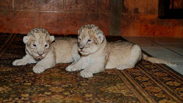 Párek lvů afrických se narodil v soukromé zoologické zahradě Kamila Karely v Kostelci u Heřmanova Městece na Chrudimsku.