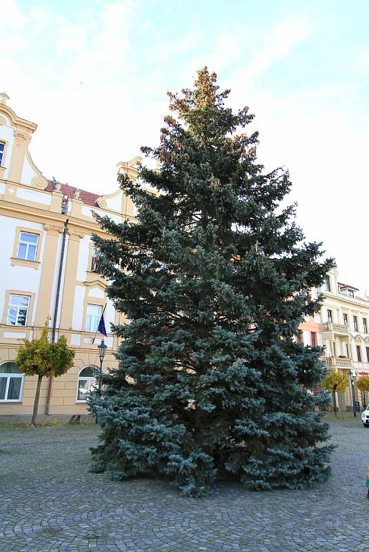 Letošní smrk pochází z nedaleké Heydukovy ulice. Foto: Město Chrudim, Karel Dvořák