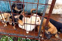 Azyl pro týraná a opuštěná zvířata v Srbcích u Luže většinou velmi rychle najde nové majitele, kteří psům poskytnou láskyplný domov.