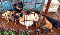 Azyl pro týraná a opuštěná zvířata v Srbcích u Luže většinou velmi rychle najde nové majitele, kteří psům poskytnou láskyplný domov.
