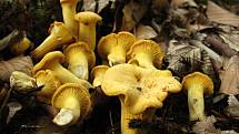 Liška obecná - Cantharellus cibarius