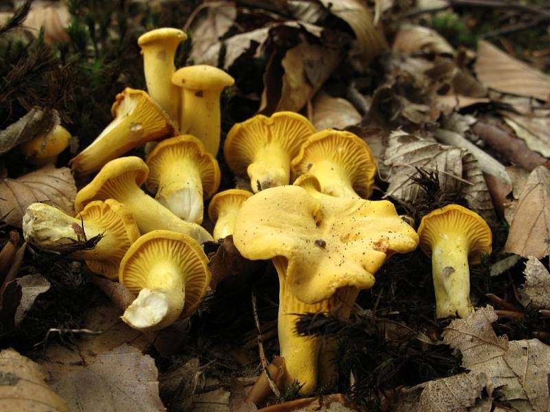 Liška obecná - Cantharellus cibarius