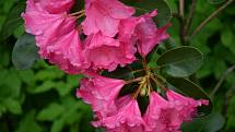 Foto: V Hamzově arboretu rozkvetly rododendrony